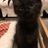 お見合い可♡黒猫長毛ツバキくん サムネイル5