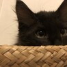お見合い可♡黒猫長毛ツバキくん サムネイル6