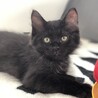 お見合い可♡黒猫長毛ツバキくん サムネイル7