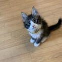 ふわふわ子猫♡ルイくん
