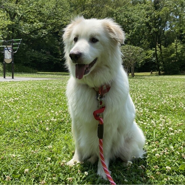 白ふわもふもふで好奇心旺 神奈川県 犬の里親募集 ペットのおうち 月間利用者150万人