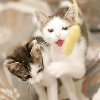 天真爛漫！なんちゃってハチワレ2ヶ月！