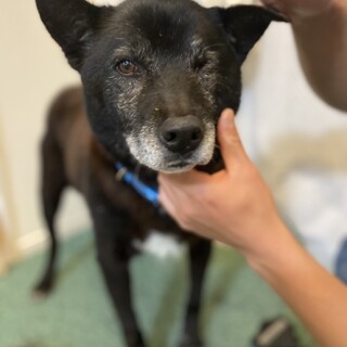 緊急   人間大好きシェルスモールくん