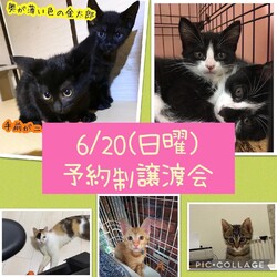 ねこ組　福岡　譲渡会