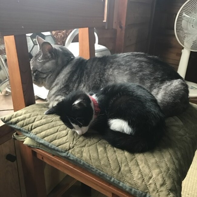 ru_taraのカバー写真