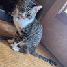 (急募)飼い主が死去した為急いでいます。 サムネイル2