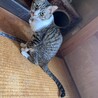 (急募)飼い主が死去した為急いでいます。 サムネイル3
