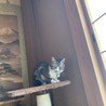 (急募)飼い主が死去した為急いでいます。 サムネイル4