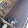 (急募)飼い主が死去した為急いでいます。 サムネイル5