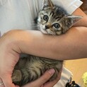 素敵な里親様が見つかりました♡もみじ