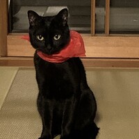 チョム