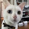 テオ