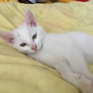 三兄弟の里親さん募集！　トライアル決定！