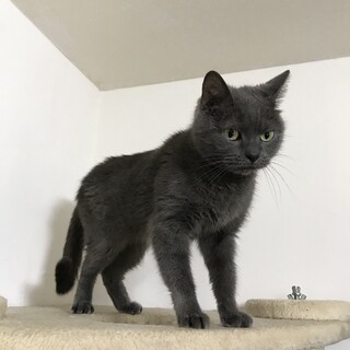 アメリカンショートヘア　女の子のクロちゃん