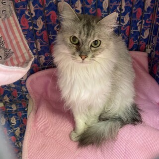 銀色のロングヘアー☆フンワリちゃん　３歳