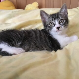 三兄弟の里親さん募集！　トライアル決定！