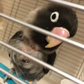 ボタンインコ・モーブの里親さん募集中