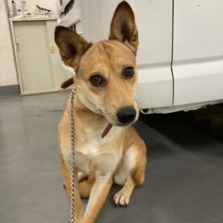 美人ママ野犬、時尾（ときお）ちゃん　