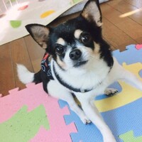 吟