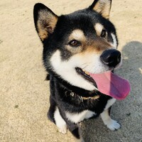 ししまる