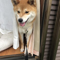 小柄な柴犬イブちゃん【お見合い予定のため一時中止】