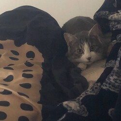 立派な飼い猫になりました！