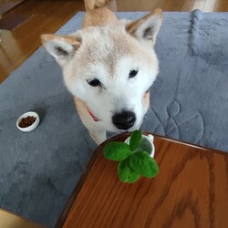 ♥幸せ♡運ぶ♪♧♧❖❖♥