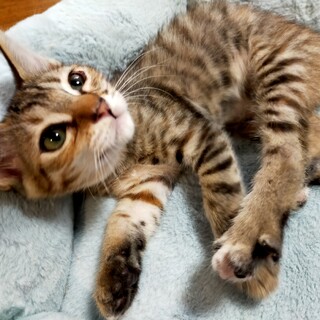 譲渡決定︰茶色多めのキジ女の子❤