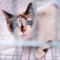 クラシカルな模様、綺麗なブルーの瞳の美猫さん♪