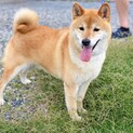 柴犬3歳 吠えない♪ 温和でおりこうさんな男の子♂