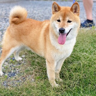 柴犬3歳 吠えない♪ 温和でおりこうさんな男の子♂
