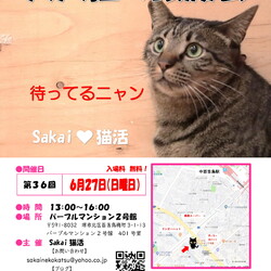 魅力的な大人猫のSakai♥猫活　譲渡会