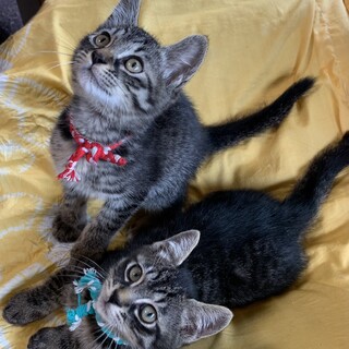 イケメンなキジトラ兄弟☆