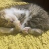 ☆福猫☆