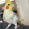 オカメインコ　パイド　急募です！