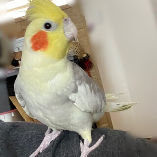 オカメインコ　パイド　急募です！