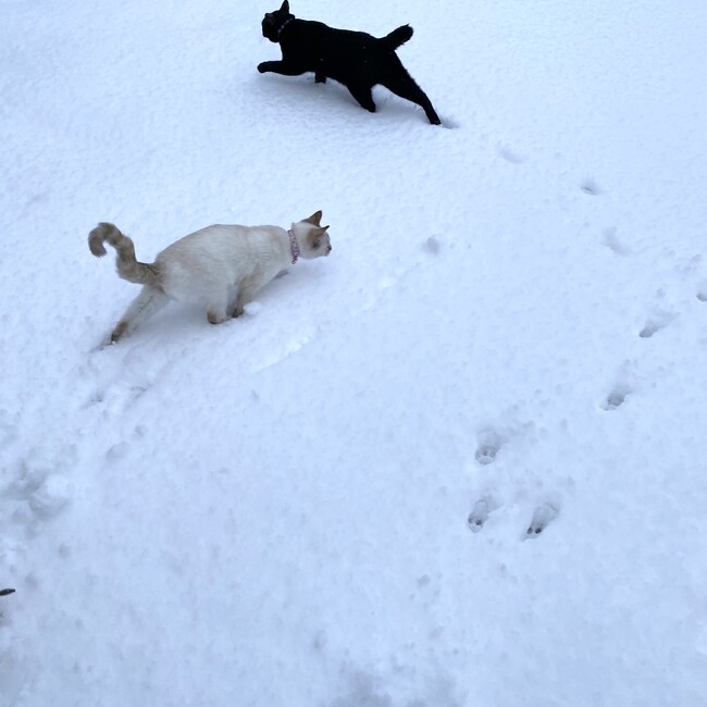 ☆福猫☆のカバー写真