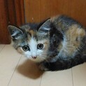 可愛い慣れた三毛ちゃん2ヶ月