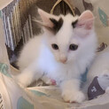 好奇心いっぱいの可愛い子猫「アンちゃん」