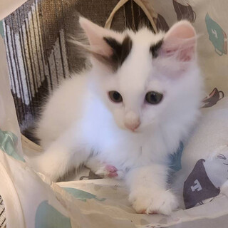 好奇心いっぱいの可愛い子猫「アンちゃん」