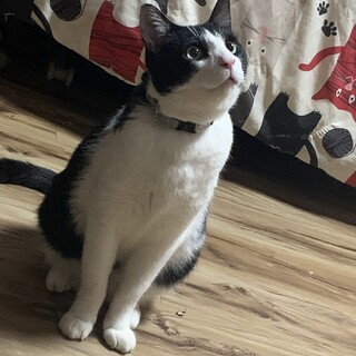 ハチワレ オス 去勢済み 人馴れ お利口さん