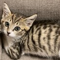 保護猫里親募集
