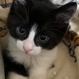 【交渉中】甘えん坊のハチワレくん