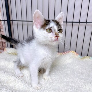 6/20西千葉ෆ⃛２兄妹ෆ⃛「コナンくん」