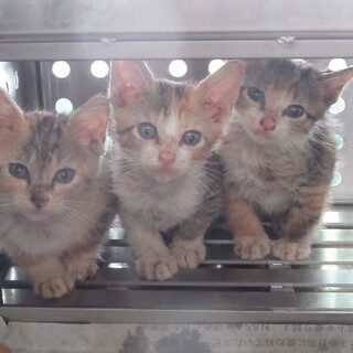 全員引き継ぎ先決定