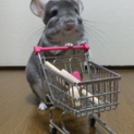 チンチラの里親募集(バイオレット)