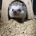 ハリネズミ里親募集