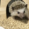 ハリネズミ里親募集 サムネイル2