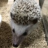 ハリネズミ里親募集 サムネイル3