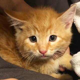 《一般保護》茶トラの瞳うるうるちゃん